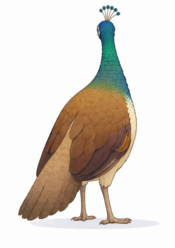 Han Solo the peacock