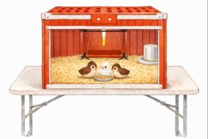 The Day I Started This with Six Broken Ribs