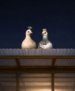 The Night I Turned The Greenhouse Into An Airbnb