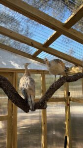 Morpheus, Neo - Peacocks in Wooden Enclosure