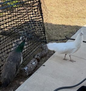 Han Solo, Leia, Morpheus, Neo - Peacock and White Peacock Near Fence