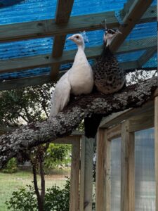 Han Solo, Leia - White and Black Peacocks on Branch