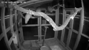 Animal Enclosure Night View