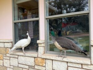 Han Solo, Leia - Peacocks on Window Sill