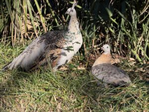 Morpheus, Neo - Peacock and Peahen in Grass