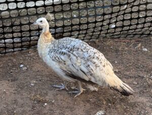 Morpheus - White Peacock Standing