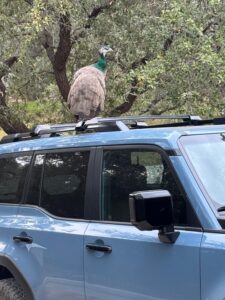 Han Solo - Peacock on Car Roof