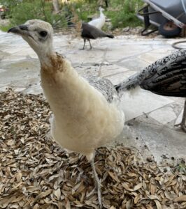 morpheus at the neighbors