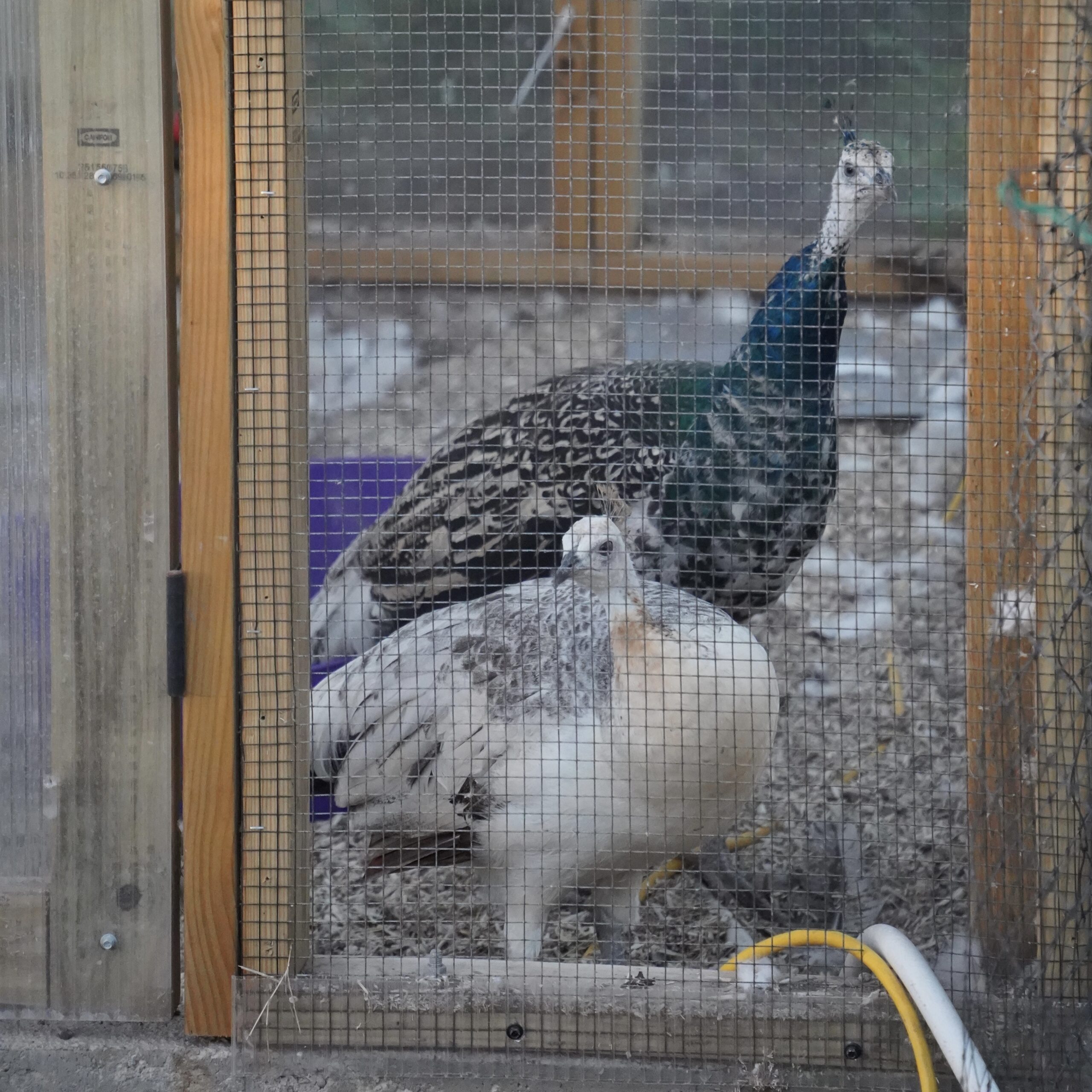 Two peacocks at the coop window