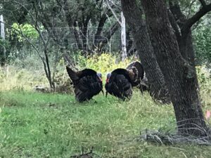 Turkeys in the pasture