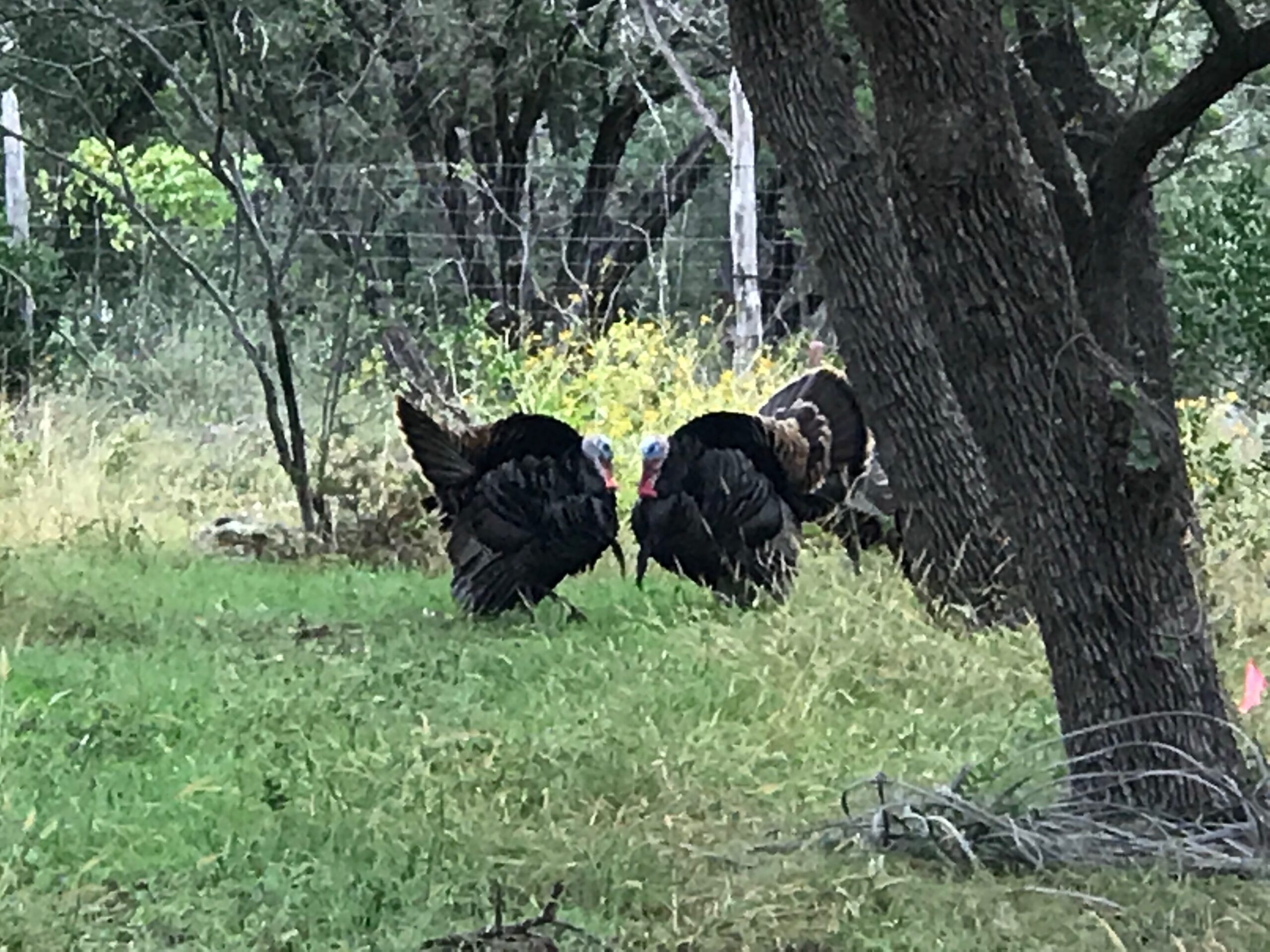 Wild turkeys in the pasture