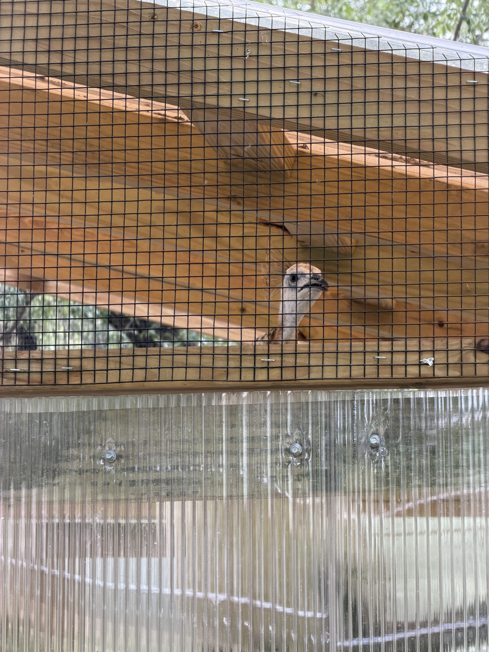 Morpheus peering through the greenhouse roofline