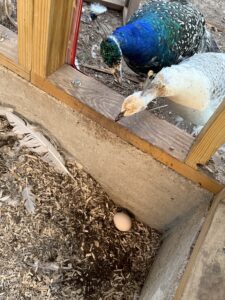 Han Solo laid an egg